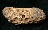 Agatized Fossil Pine (Seed) Cone From Morocco #17483-1